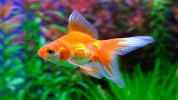 "Жарить рыбку" и другие морские идиомы