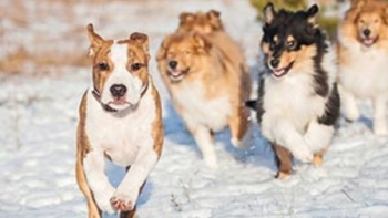 Породы собак